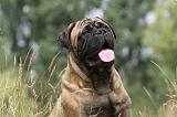 BULLMASTIFF 275